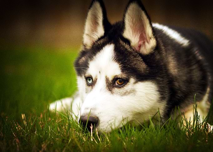 Husky Dogs