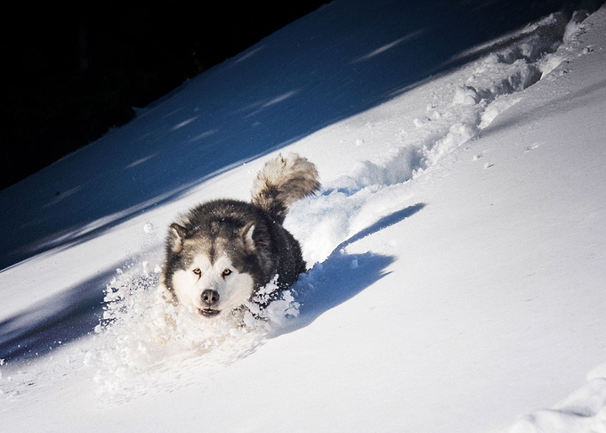 Husky Dogs Dog Pet Snow W