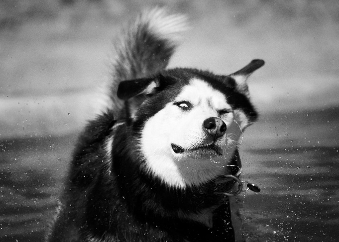 Siberian Husky Dogs Dog M