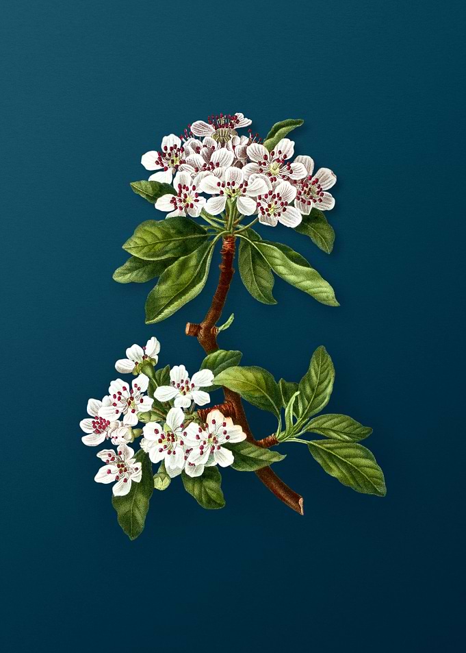 Vintage Botanicals on Teal