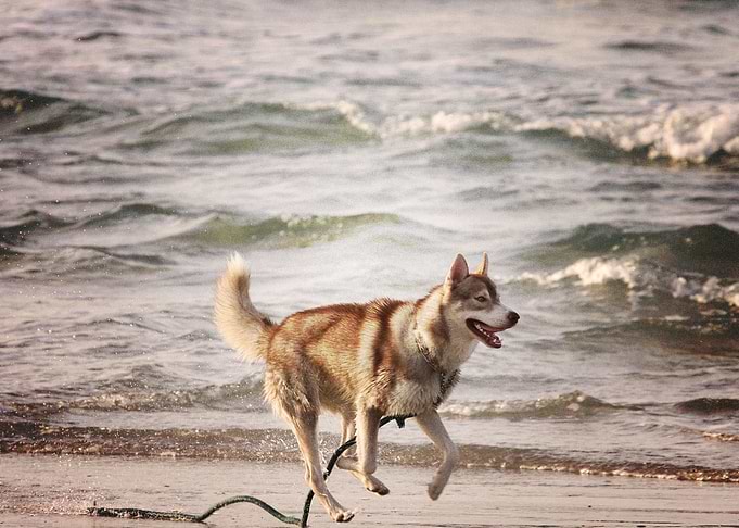 Husky Dogs