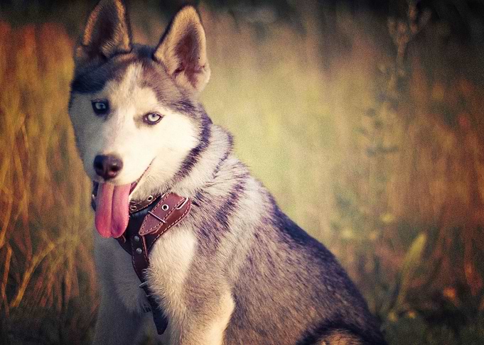 Husky Dogs