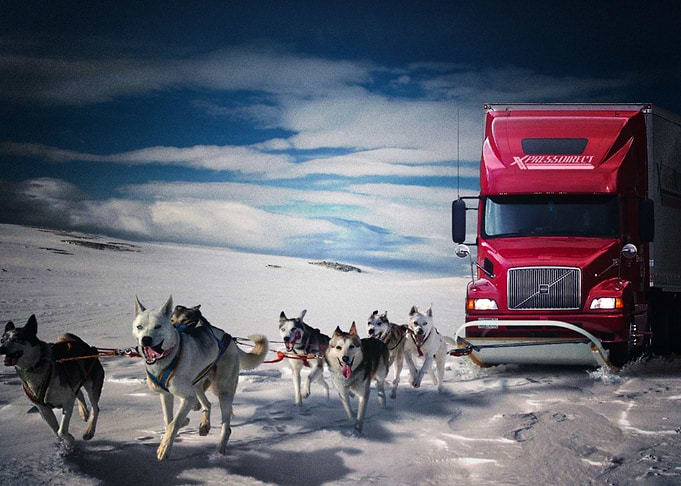 Husky Dogs