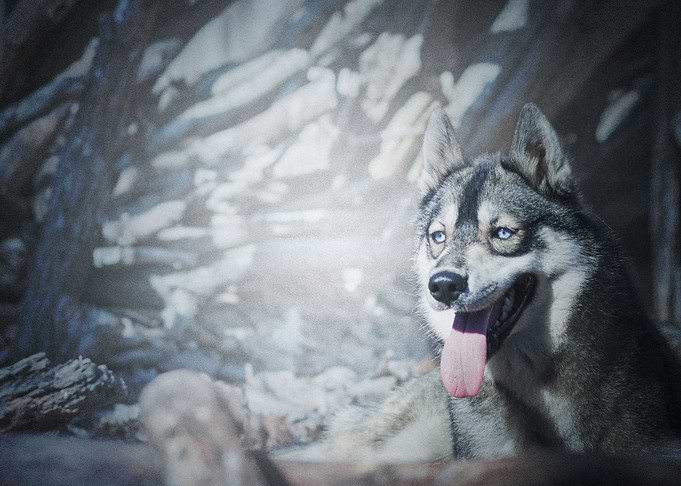 Wolf predator Husky B