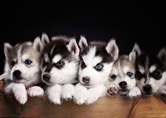 Husky Dogs Puppy Cute Blu