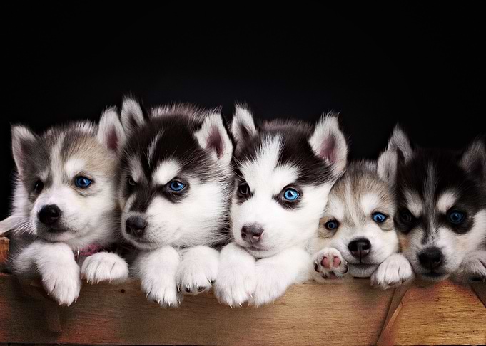Husky Dogs Puppy Cute Blu