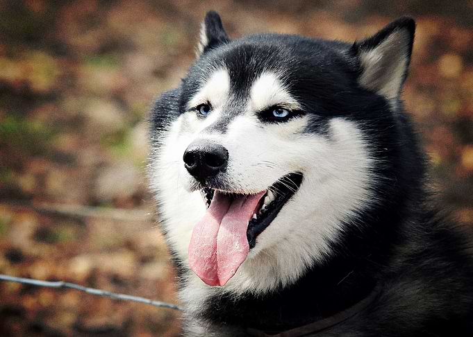 Husky Dogs