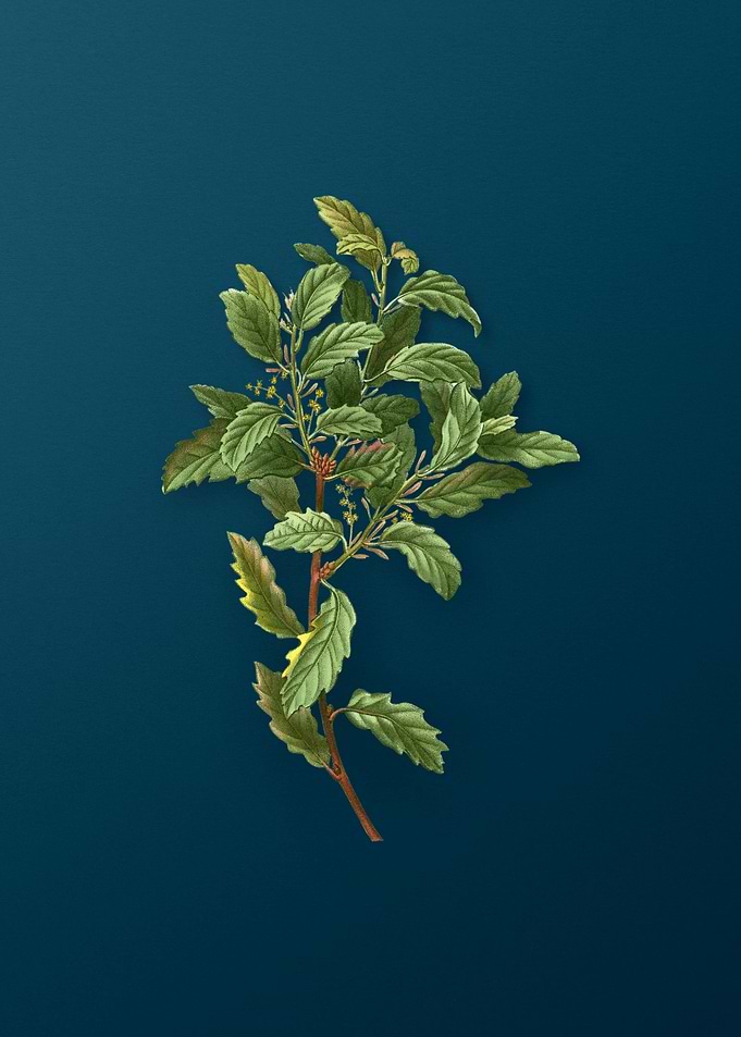 Vintage Botanicals on Teal