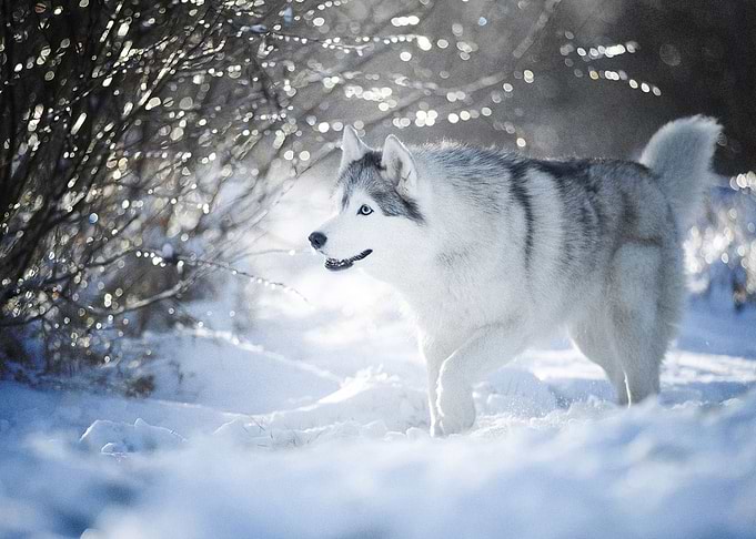 Husky Dogs Winter Snow Do