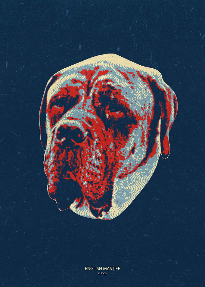 English Mastiff