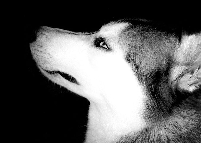 Husky Dogs