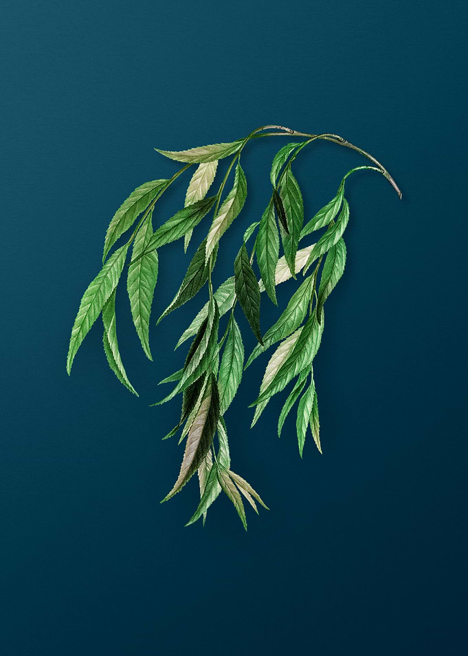 Vintage Botanicals on Teal