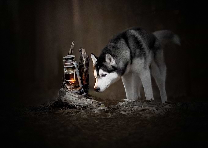 Husky Dogs Dog Pet Puppy