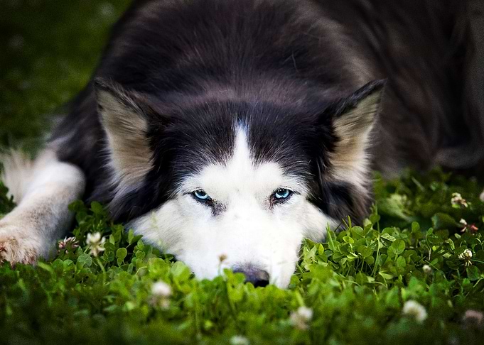 Husky Dogs