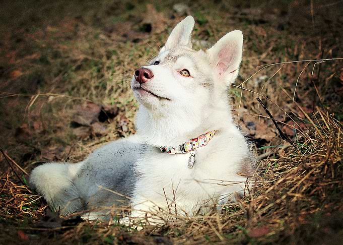Husky Dogs Dog