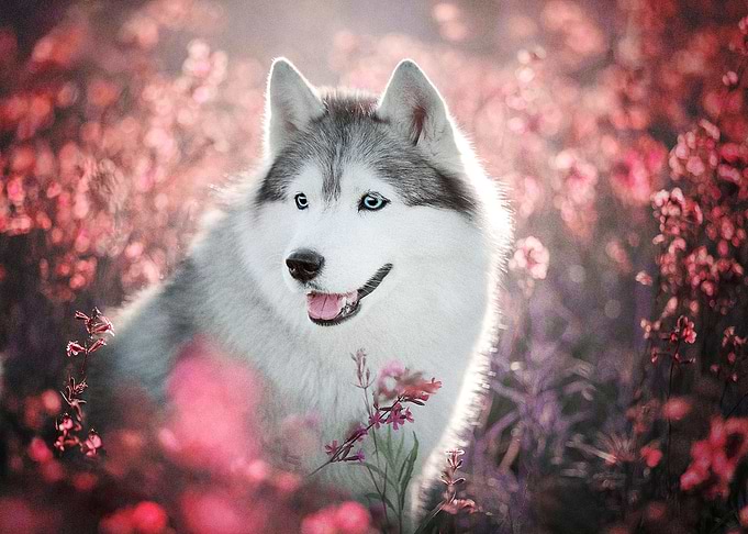Husky Dogs Flower Dog Pet