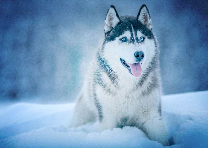 Husky Dogs Winter Pet Sno