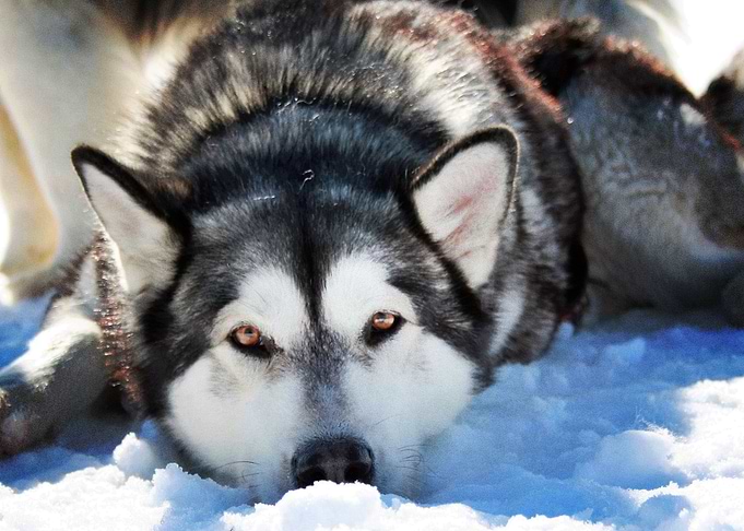 Husky Dogs Siberian Husky