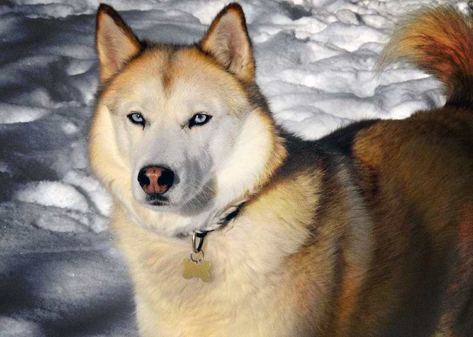 Siberian Husky Dogs B
