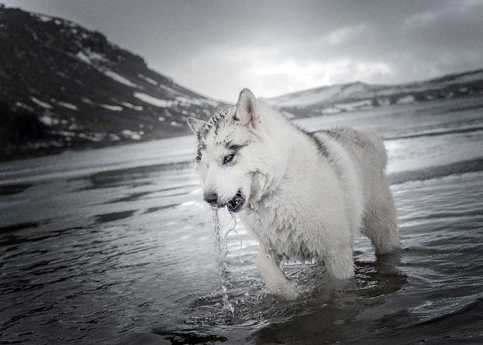 Husky Dogs Dog Water