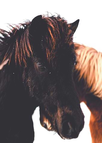 Beautiful horse