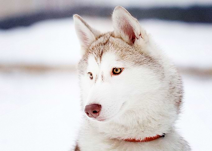 Husky Dogs