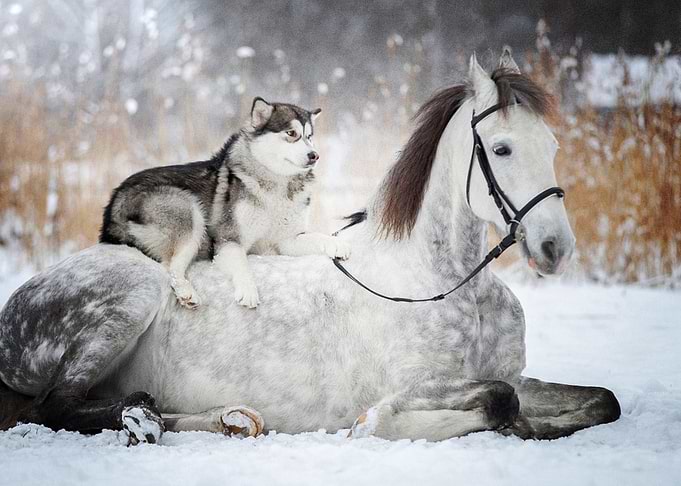 Horse Husky oun