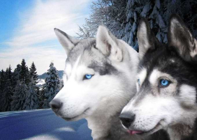 Siberian Husky Dogs Siber