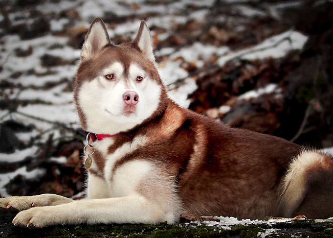 Husky Dogs