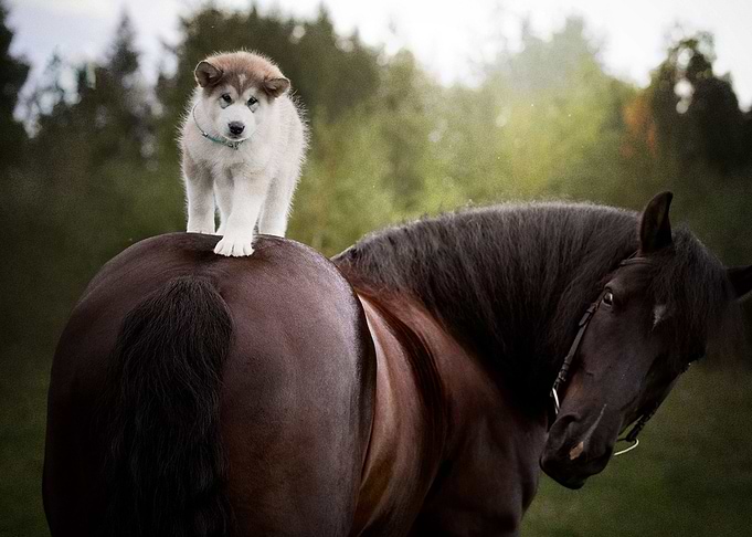 Siberian Husky Dogs Dog P
