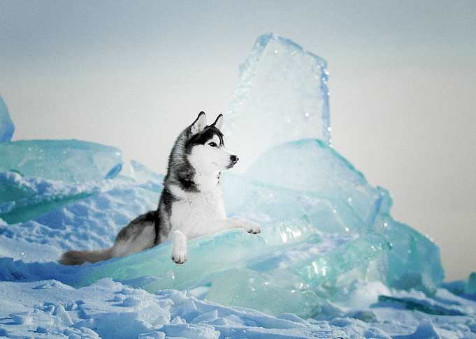 Siberian Husky Dogs Dog P