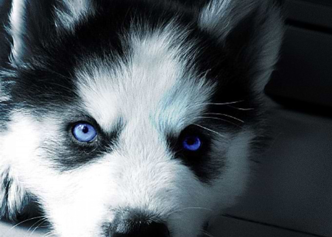 Husky Dogs