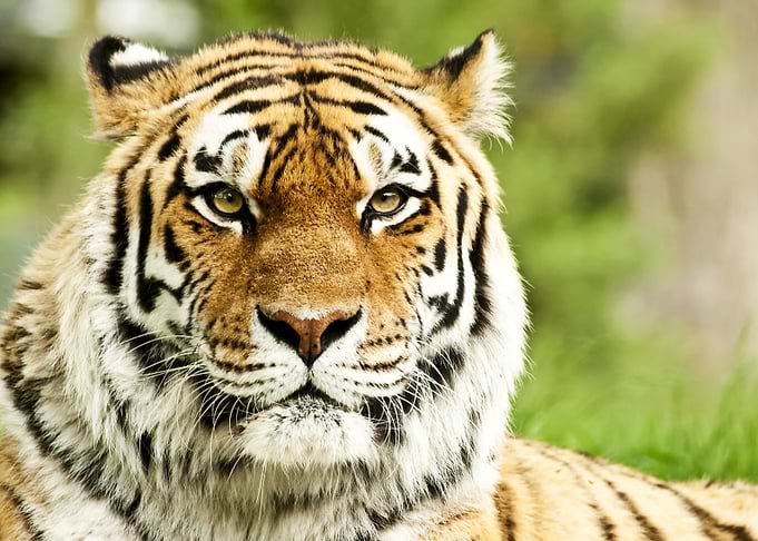 Siberian Tiger