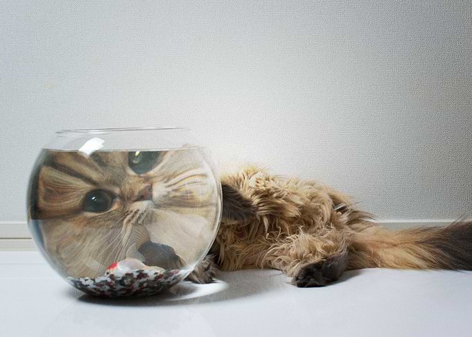 Cat Cats