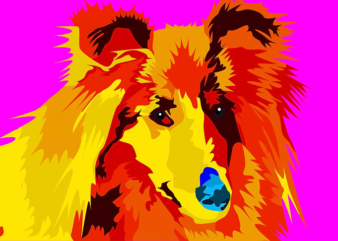 Collie