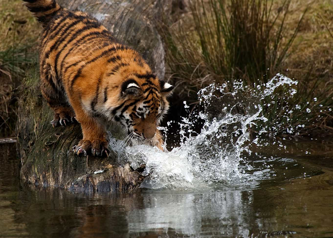 Siberian Tiger