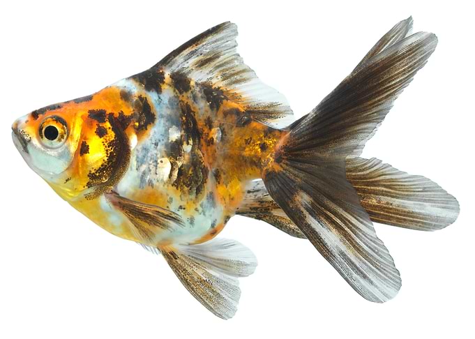 Gold Fish
