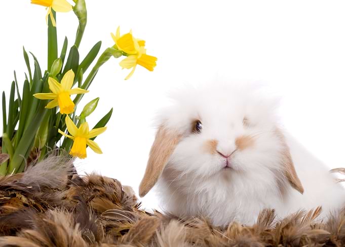 Easter Rabbit
