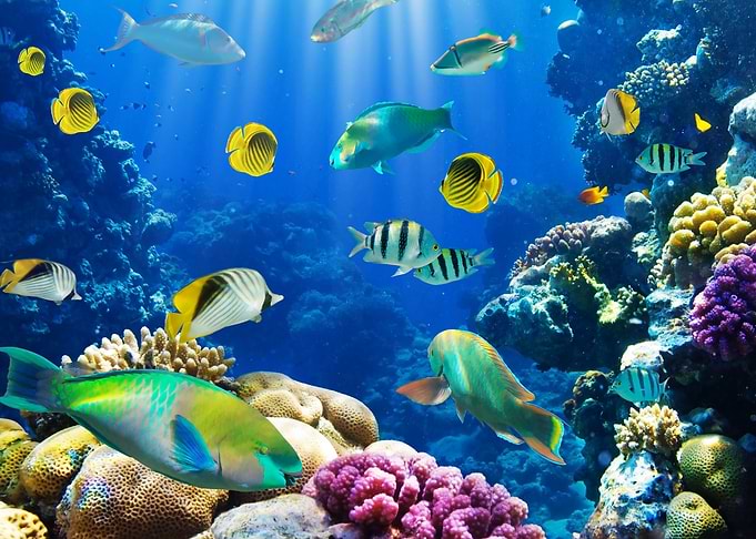 Tropical Fish Collection