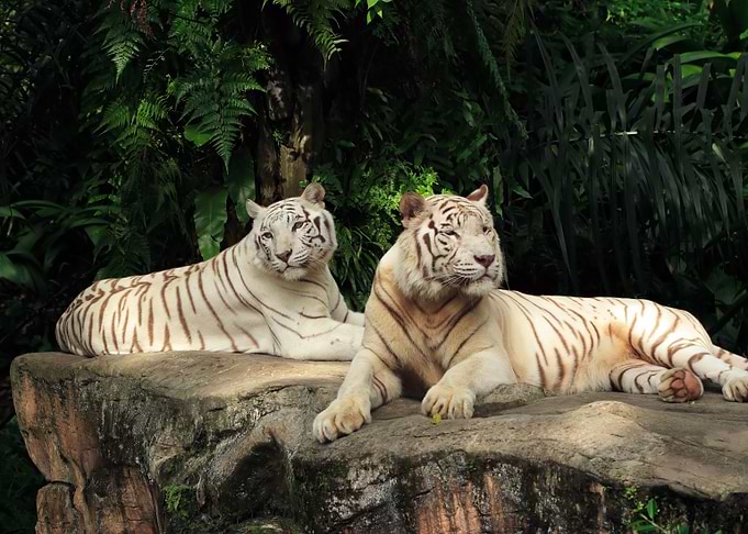 Siberian Tiger