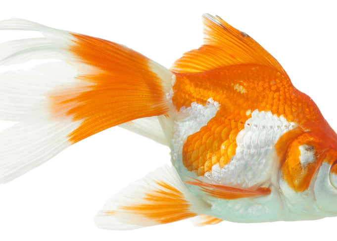 Gold Fish