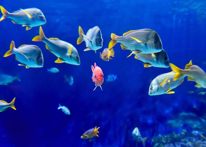 Tropical Fish Collection