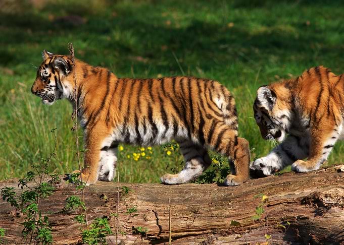 Siberian Tiger