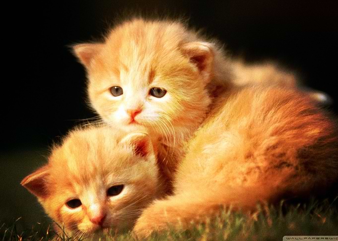 Cat Cats