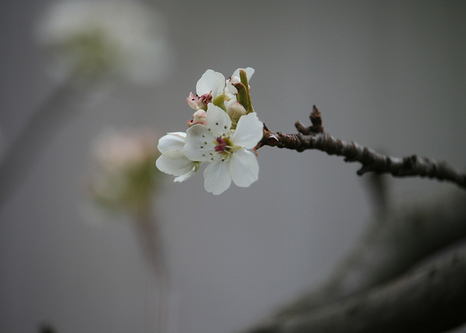 white flower
