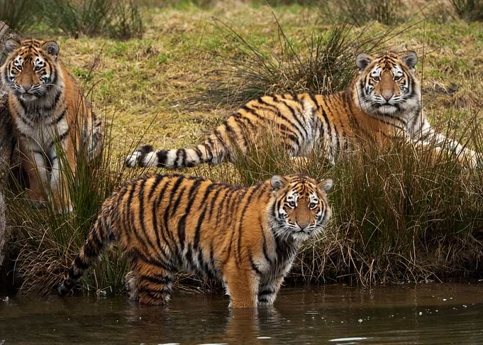 Siberian Tiger