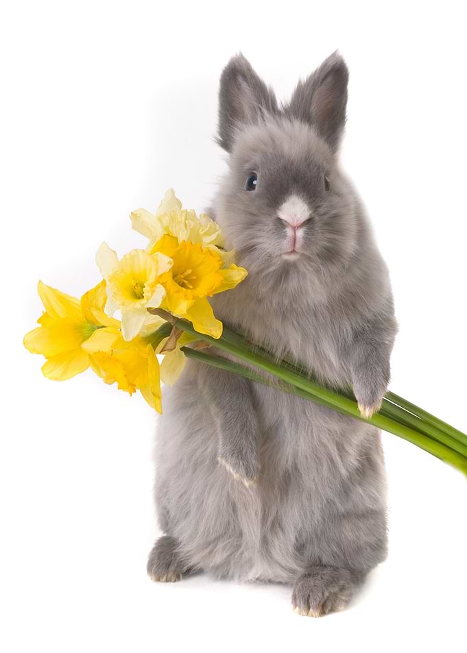 Easter Rabbit