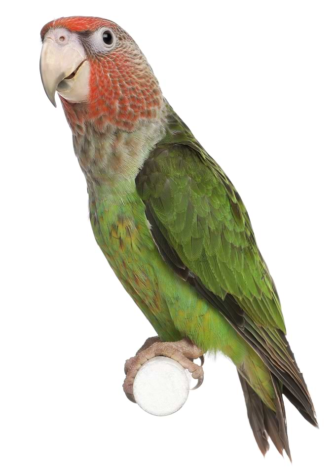 Parrots
