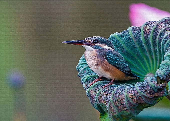 Beautiful bird