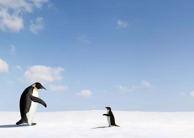 penguin